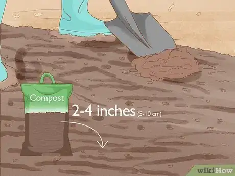 Image intitulée Grow Sweet Corn Step 5