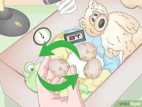 Image intitulée Create an Egg Incubator for Wild Bird Eggs Step 12