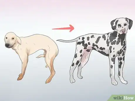 Image intitulée Rehabilitate an Overly Shy Dog Step 5