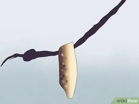 Image intitulée Put Cowrie Shells on Dreads Step 15