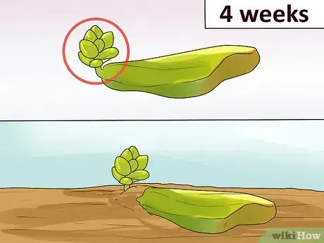 Image intitulée Propagate Succulents from Leaves Step 9