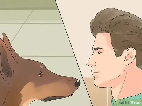 Image intitulée Rehabilitate an Overly Shy Dog Step 7