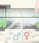 élever des bébés guppys