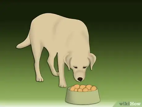 Image intitulée Treat Allergic Dermatitis in Dogs Step 10Bullet3