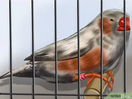 Image intitulée Raise Zebra Finches Step 8