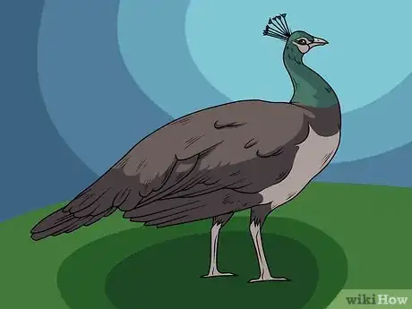 Image intitulée Draw an Exotic Peacock Step 17