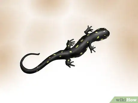 Image intitulée Find Salamanders Step 1
