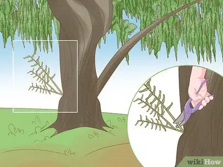 Image intitulée Prune a Weeping Willow Tree Step 11