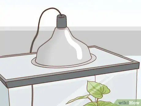 Image intitulée Care for Green Tree Frogs Step 13