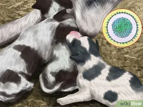 Image intitulée Save Orphaned Newborn Puppies Step 4
