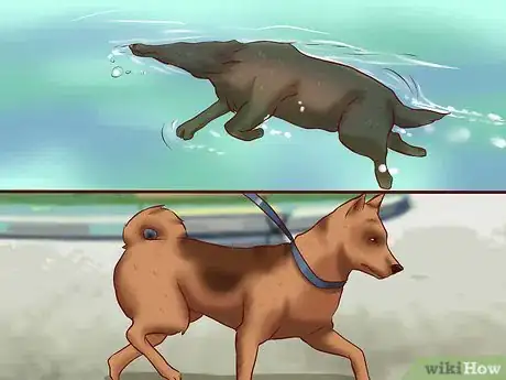 Image intitulée Get Dogs to Gain a Healthy Weight Step 5