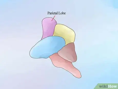 Image intitulée Make a Brain Out of Clay Step 10