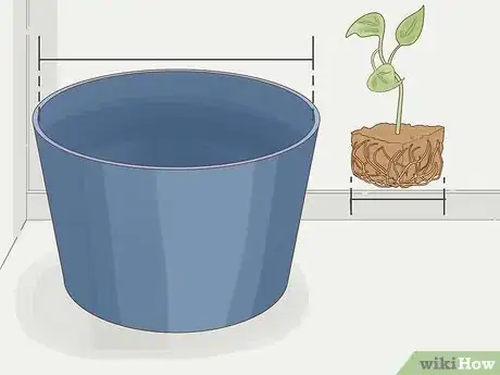 Image intitulée Grow Philodendron from Cuttings Step 14