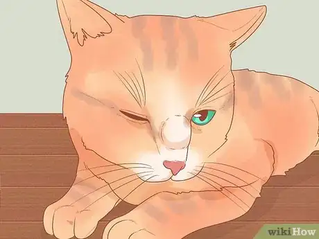 Image intitulée Treat a Cat with a Stuffy Nose Step 2