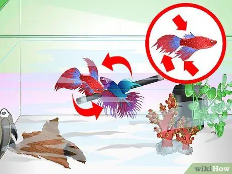 Image intitulée Have a Happy Betta Fish Step 17