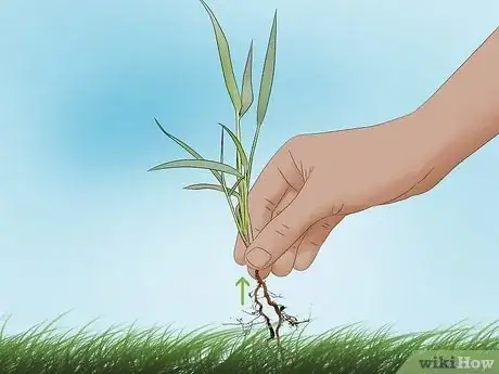 Image intitulée Lay Sod Step 22
