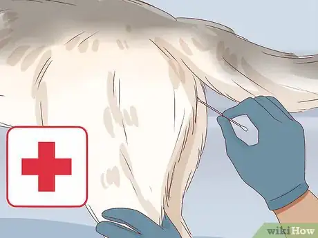 Image intitulée Know if a Female Dog Is Fertile Step 9