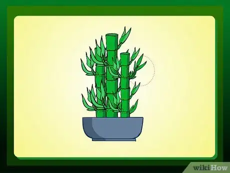 Image intitulée Propagate Lucky Bamboo Step 1