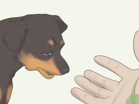 Image intitulée Get Your Small Dog to Stop Biting and Barking at You Step 12