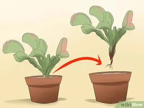 Image intitulée Care for Venus Fly Traps Step 17