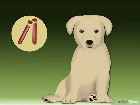 Image intitulée Treat Allergic Dermatitis in Dogs Step 1
