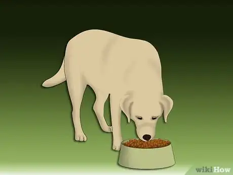 Image intitulée Treat Allergic Dermatitis in Dogs Step 9Bullet1