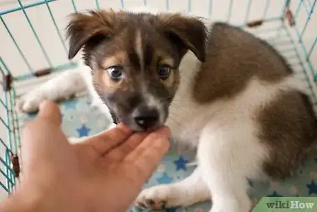 Image intitulée Bathe a Puppy for the First Time Step 16