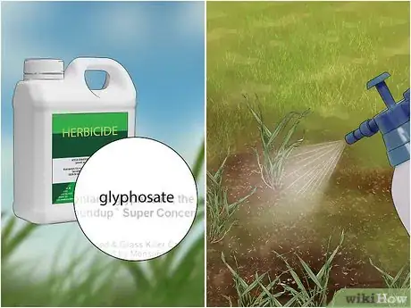 Image intitulée Get Rid of Quack Grass Step 12