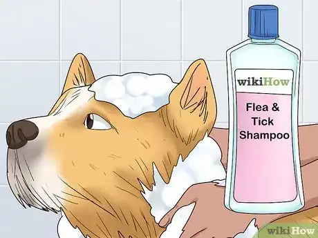 Image intitulée Stop a Dog from Biting Its Tail Step 7