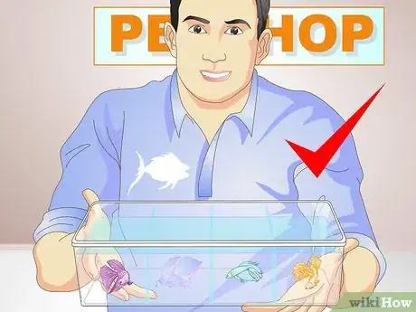 Image intitulée Selectively Breed Betta Fish Step 1