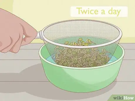Image intitulée Grow Sprouts Step 3
