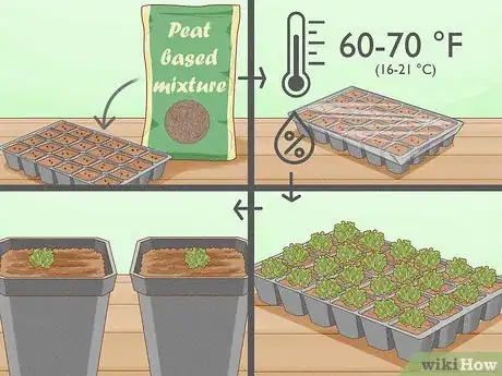 Image intitulée Grow a Rabbit Foot Fern Step 13
