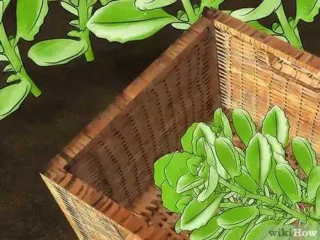 Image intitulée Grow Oregano Step 11