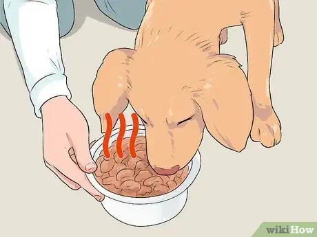 Image intitulée Treat a Dog with a Cold Step 2