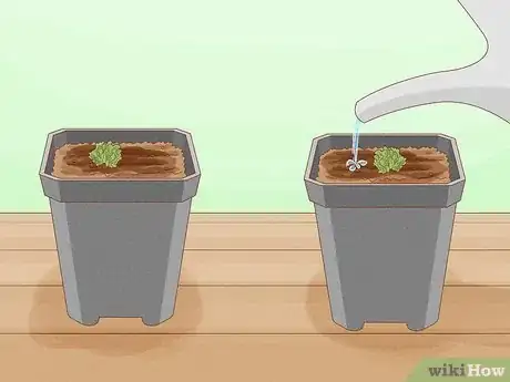 Image intitulée Grow a Rabbit Foot Fern Step 14