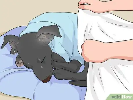 Image intitulée Treat a Dog with a Cold Step 1