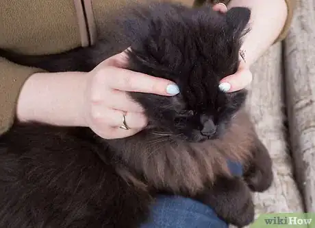 Image intitulée Give Your Cat a Massage Step 11