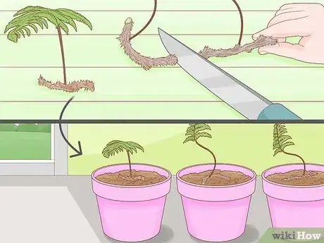 Image intitulée Grow a Rabbit Foot Fern Step 11