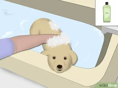 Image intitulée Treat Allergic Dermatitis in Dogs Step 5