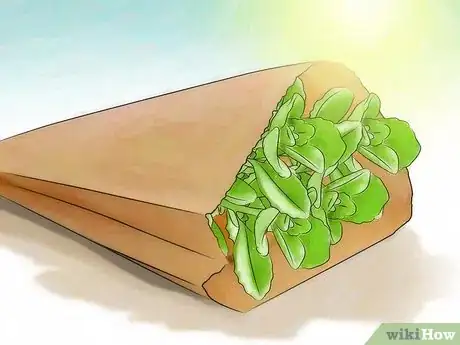 Image intitulée Grow Oregano Step 12