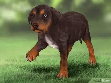 Image intitulée Save Orphaned Newborn Puppies Step 18