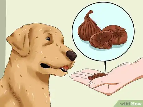 Image intitulée Treat Dog Worms With Food and Herbs Step 11