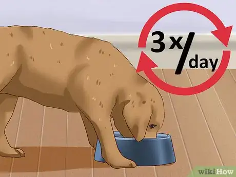Image intitulée Wean Puppies Step 10