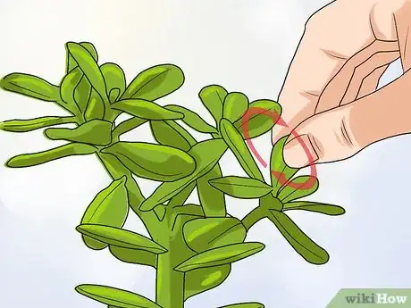 Image intitulée Propagate Succulents from Leaves Step 3