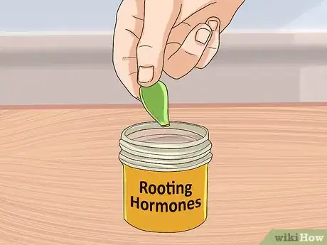 Image intitulée Propagate Succulents from Leaves Step 5