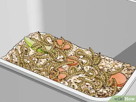 Image intitulée Raise Mealworms Step 4