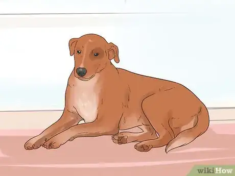 Image intitulée Rehabilitate an Overly Shy Dog Step 1