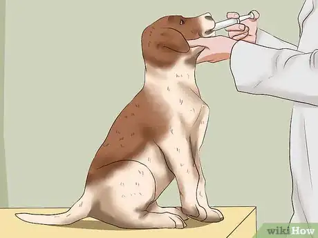 Image intitulée Treat Worms in Dogs Step 15