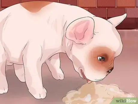 Image intitulée Diagnose Breathing Problems in French Bulldogs Step 4
