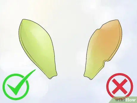 Image intitulée Propagate Succulents from Leaves Step 2